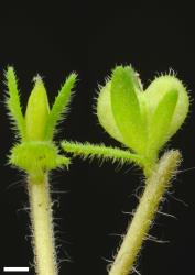 Veronica arvensis. Capsule. Scale = 1 mm.
 Image: P.J. Garnock-Jones © P.J. Garnock-Jones CC-BY-NC 3.0 NZ